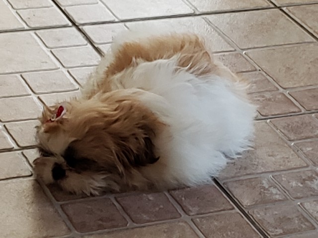 Shi tzu